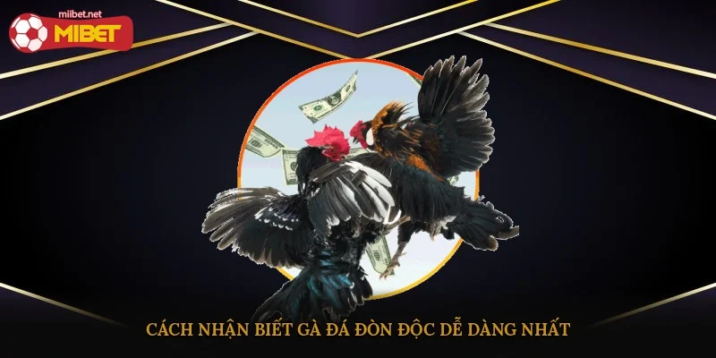 Cách nhận biết gà đá đòn độc dễ dàng nhất