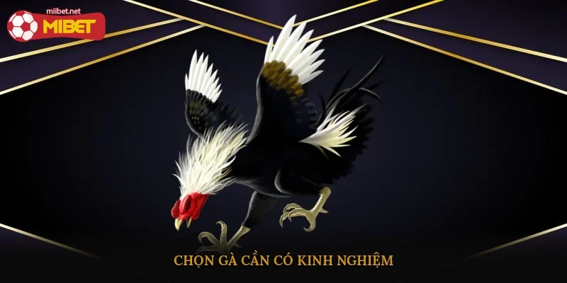 Chọn gà cần có kinh nghiệm