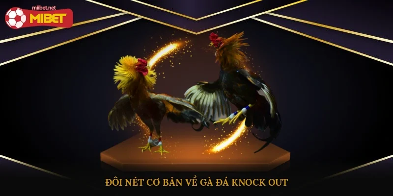 Đôi nét cơ bản về gà đá knock out