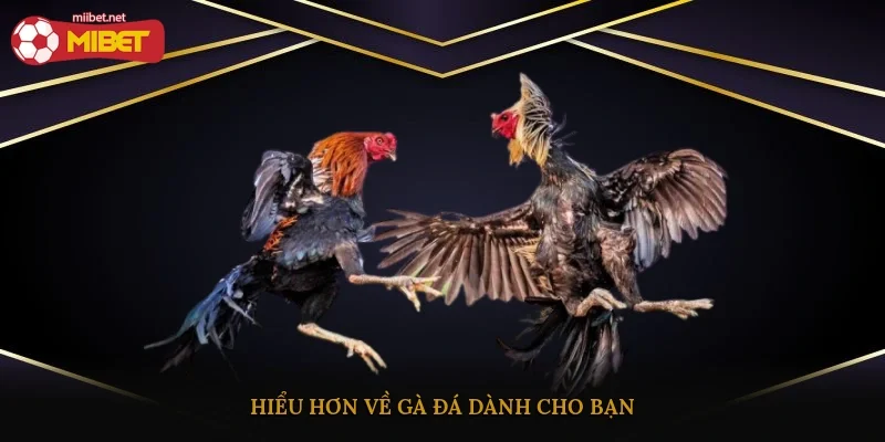 Hiểu hơn về gà đá dành cho bạn