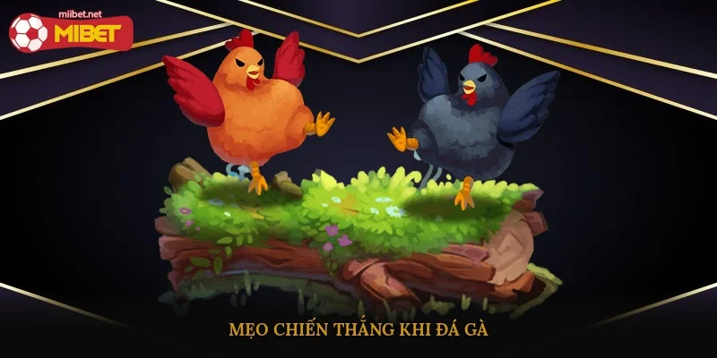 Mẹo chiến thắng khi đá gà