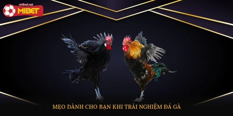 Mẹo dành cho bạn khi trải nghiệm đá gà