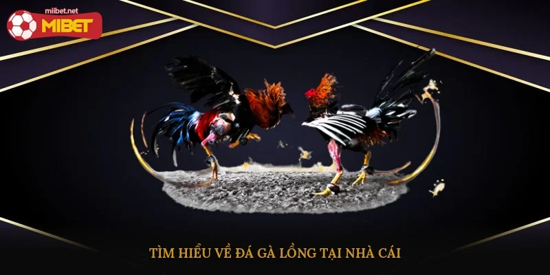 Tìm hiểu về đá gà lồng tại nhà cái